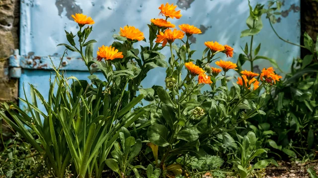 Fleurs sauvages à Mollans-sur-Ouvèze