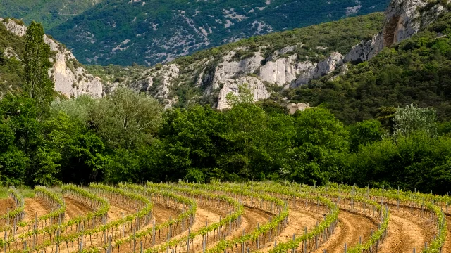 Champ à Mollans-sur-Ouvèze avec le Mont Ventoux en arrière plan