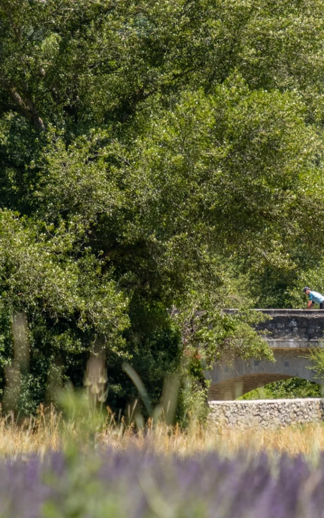 Champs de lavande et cyclistes sur un pont