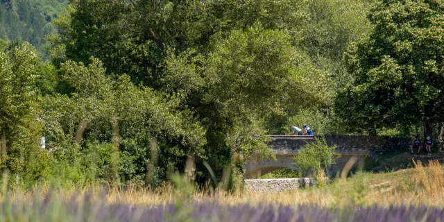 Lavender fields and cyclists on a bridge