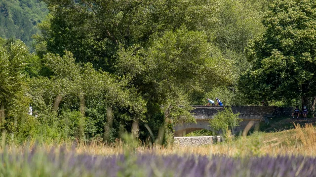 Champs de lavande et cyclistes sur un pont