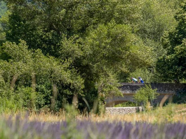 Lavendelvelden en fietsers op een brug