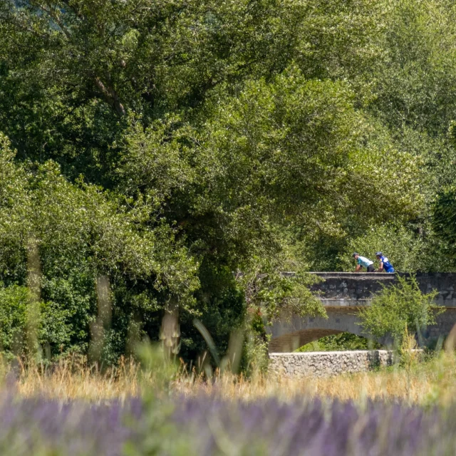 Lavendelvelden en fietsers op een brug