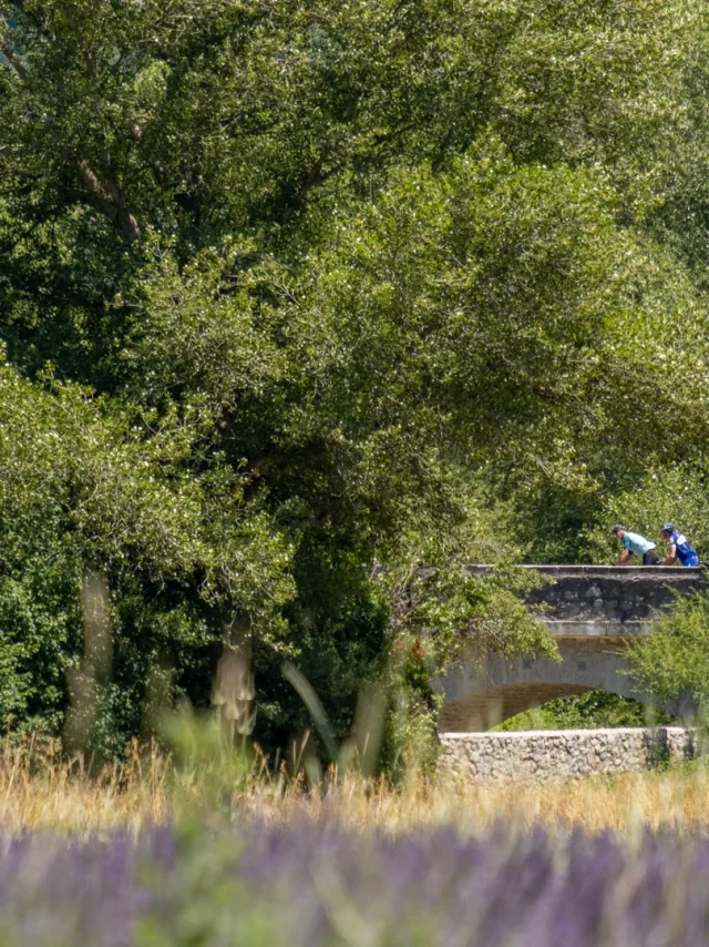 Lavendelvelden en fietsers op een brug