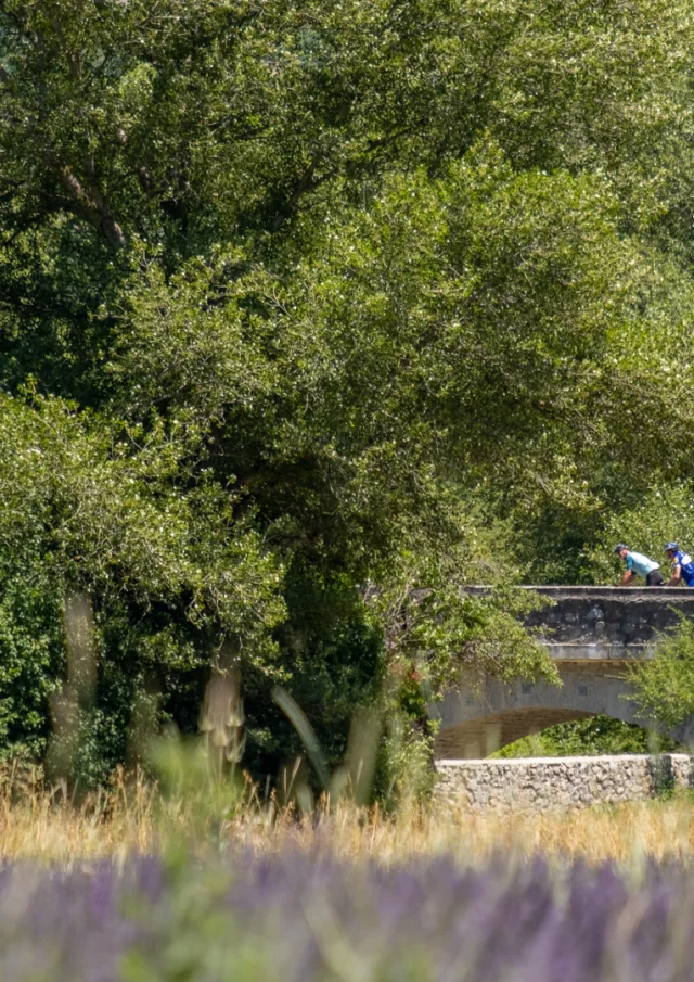 Lavendelfelder und Radfahrer auf einer Brücke