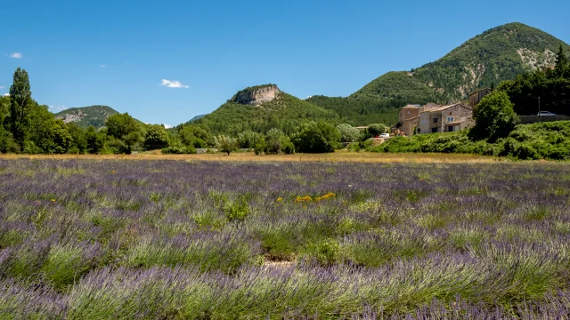 Lavendel