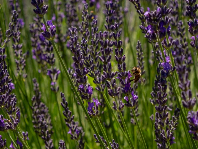 2021 07 05 Lavendel