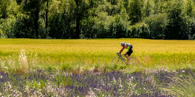 Cyclist riding next to a lavender field