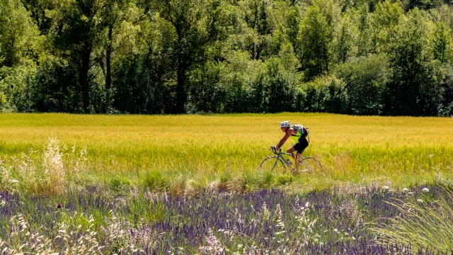 Cycliste faisant du vélo à côté d'un champ de lavande