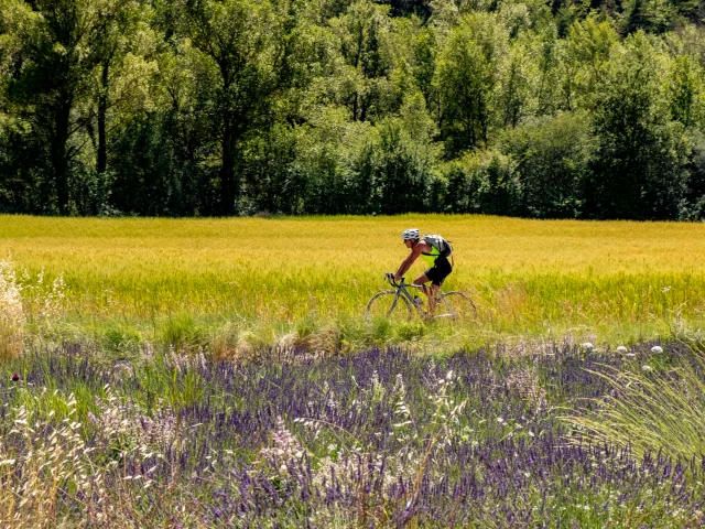 Cyclist riding next to a lavender field