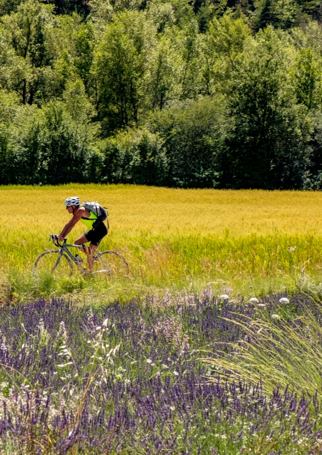 Radfahrer beim Radfahren neben einem Lavendelfeld