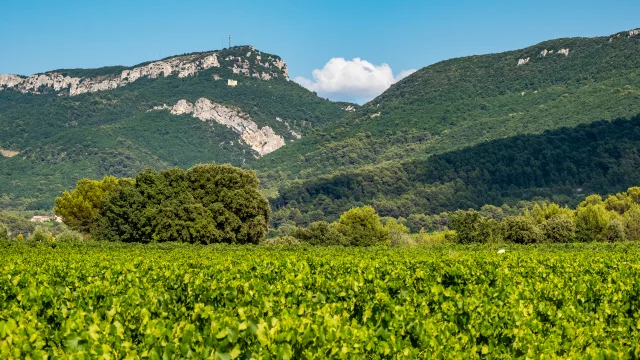 Vue sur les Dentelles de Montmirail