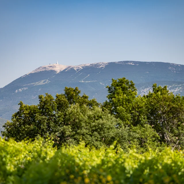 Mont Ventoux depuis Faucon