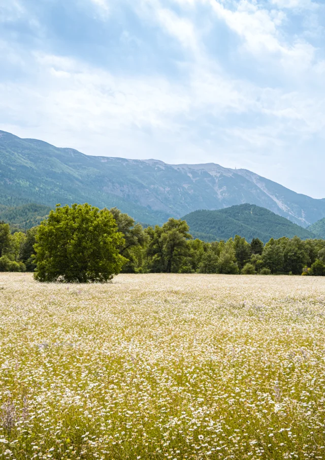 2023 06 16 Dv Ventoux Toulourenc 13