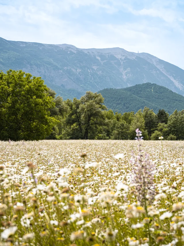 2023 06 16 Dv Ventoux Toulourenc 6