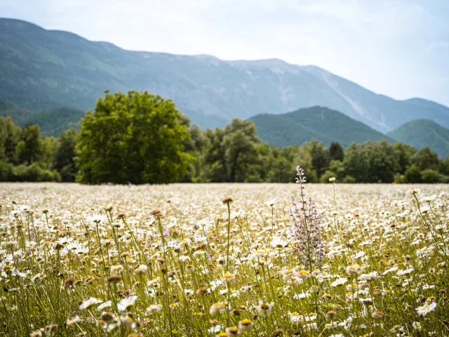 Vallée du Toulourenc avec en arrière-plan le Mont Ventoux