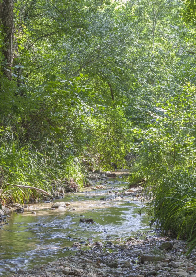 The Lauzon at st romain in spring