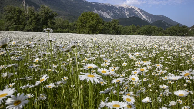 Champs de fleurs au printemps à Savoillans