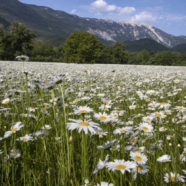 Fields of spring flowers in Savoillans