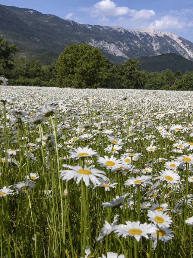 Fields of spring flowers in Savoillans