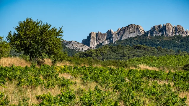 Vue sur les Dentelles de Montmirail