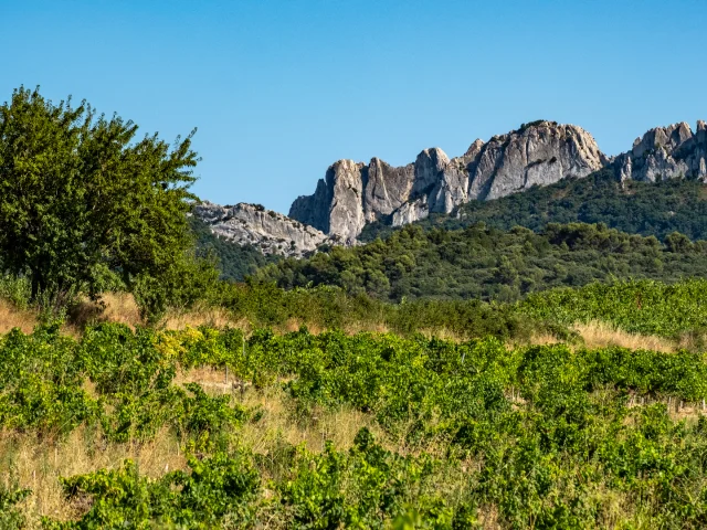 Vue sur les Dentelles de Montmirail