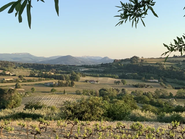 Vue sur des vignobles au coucher du soleil