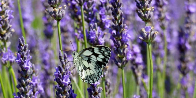 Lavande et papillon