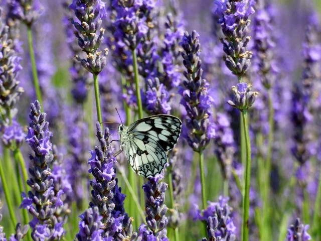 Lavande et papillon