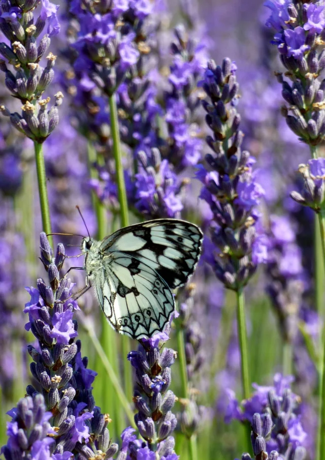 Lavande et papillon