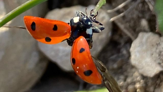 Coccinnelle