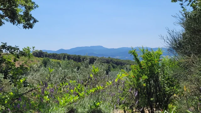 Villedieu Lavendel