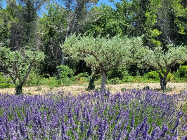 Lavande du côté de Villedieu