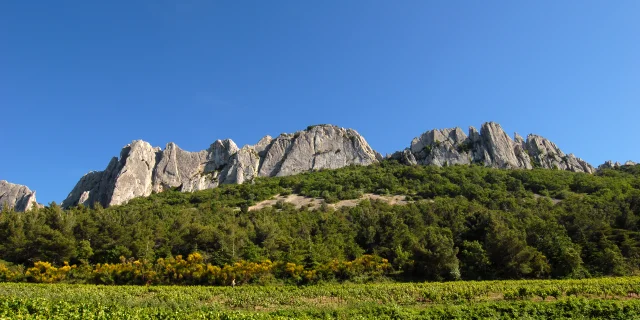 Dentelles 5504@philippeabel