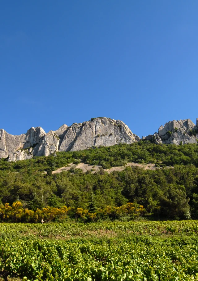 Dentelles 5504@philippeabel