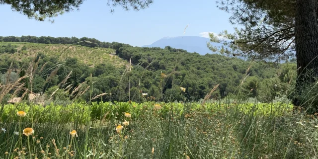 Vaison-la-Romaine