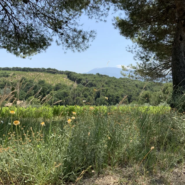 Vaison-la-Romaine