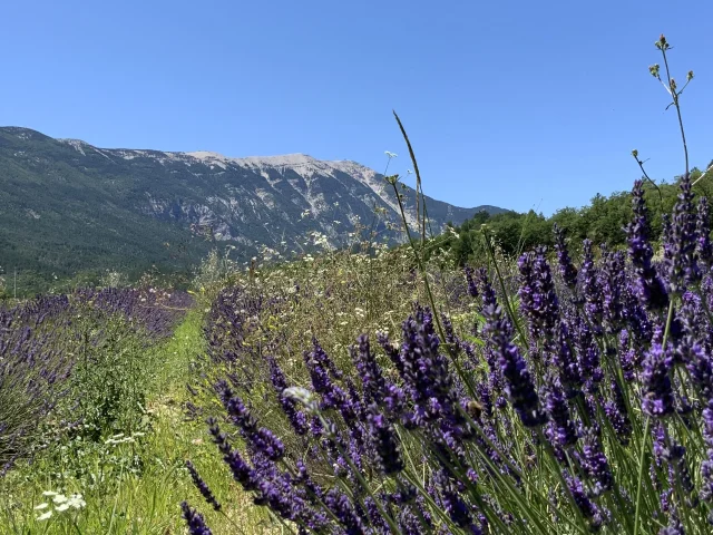 Lavender Savoillans