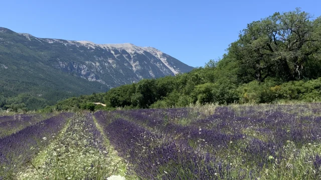 Lavender Savoillans