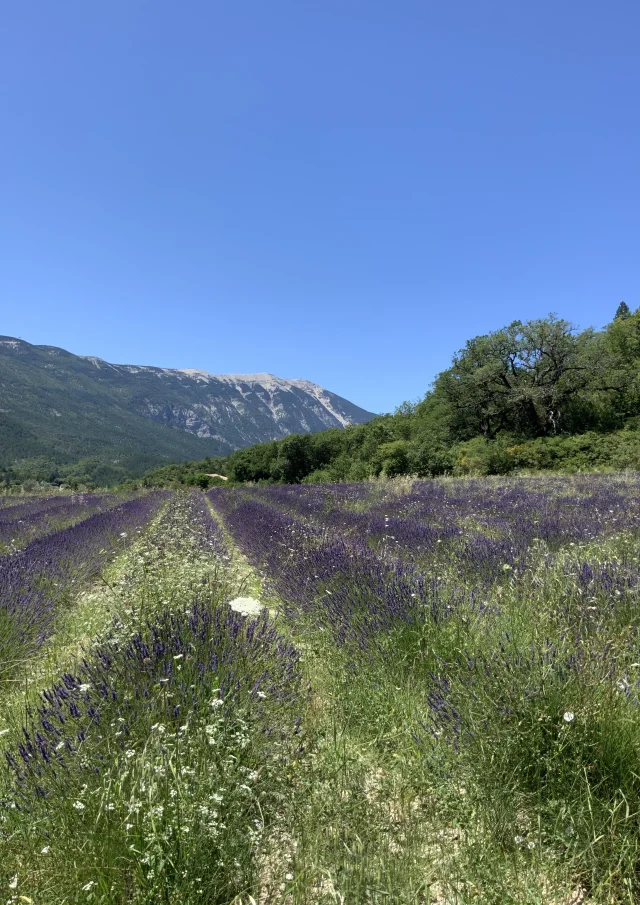 Lavendel Savoillans