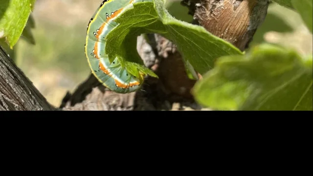 Rupsen Wijnstok Foto's