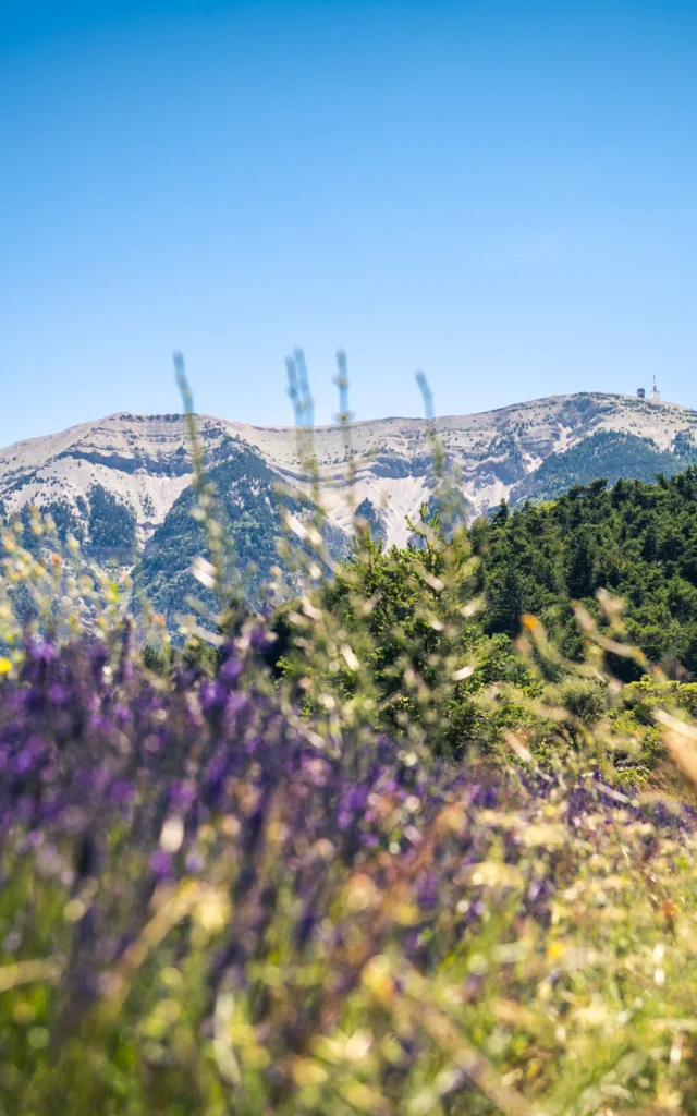 Vue du Mont Ventoux au travers d'un champs de lavande depuis les Baronnies provençale