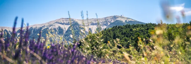 Blick auf den Mont Ventoux durch ein Lavendelfeld von den provenzalischen Baronnies aus.