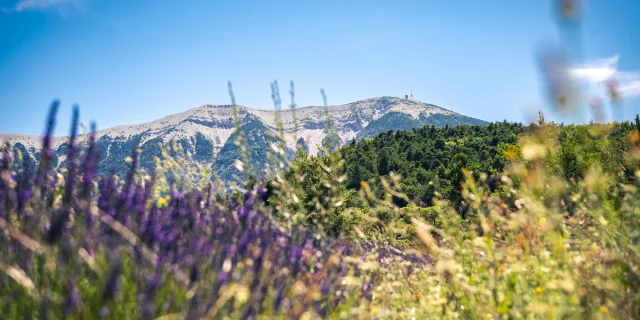 View of Mont Ventoux through a lavender field from the Baronnies provençale