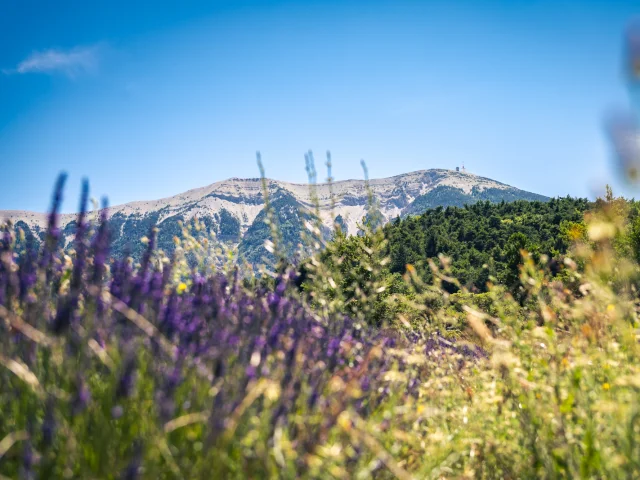 Vue du Mont Ventoux au travers d'un champs de lavande depuis les Baronnies provençale