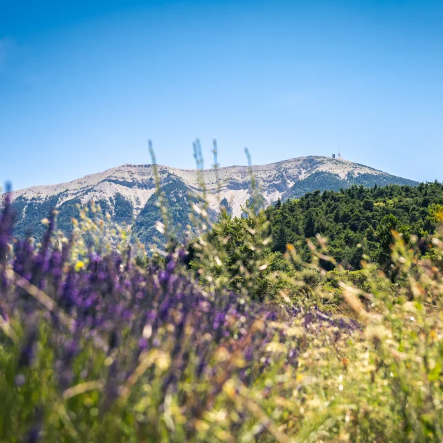 Vue du Mont Ventoux au travers d'un champs de lavande depuis les Baronnies provençale