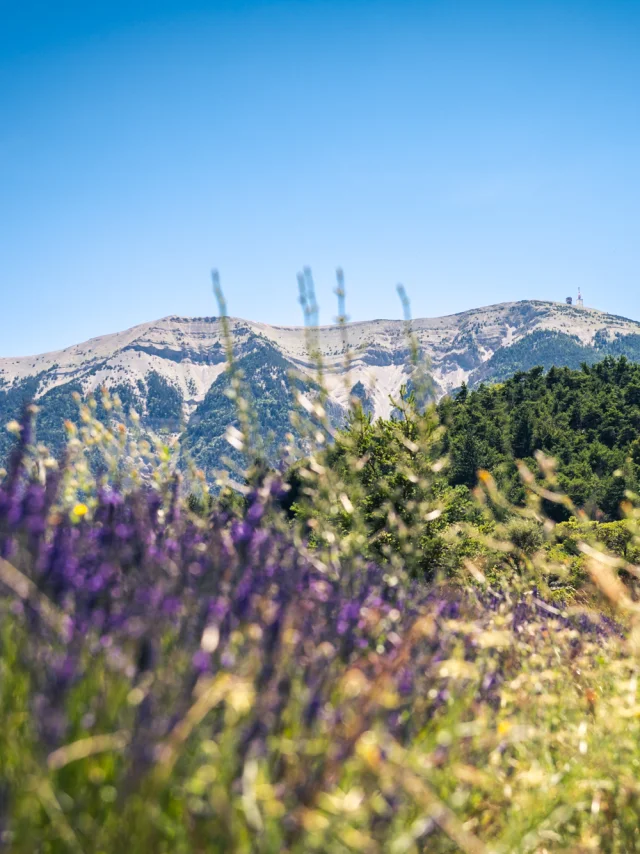 Vue du Mont Ventoux au travers d'un champs de lavande depuis les Baronnies provençale