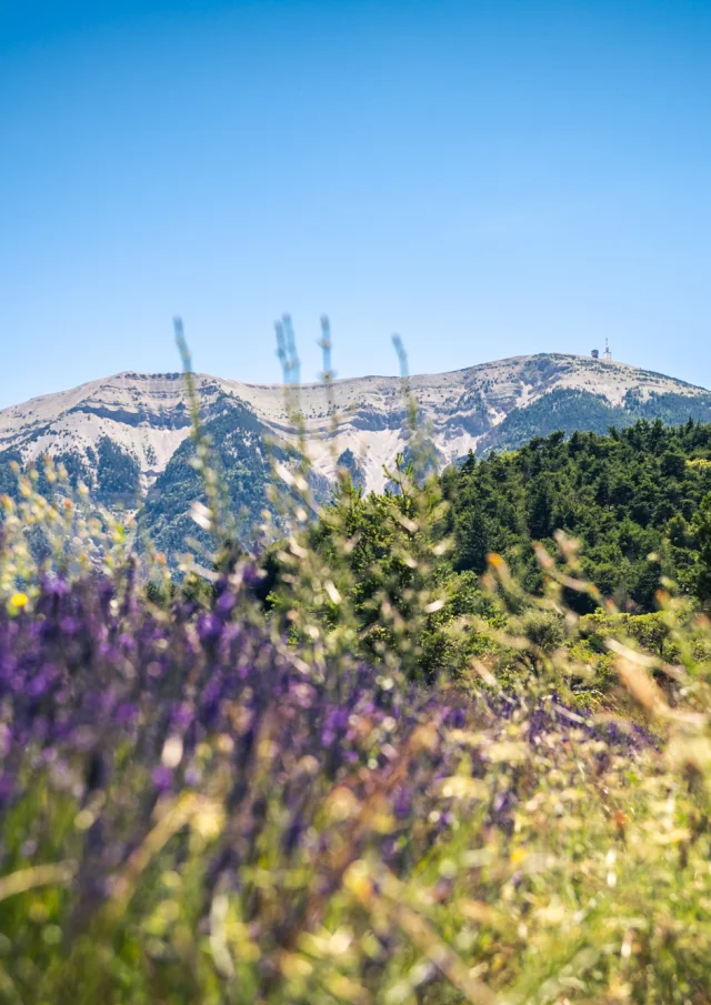 Vue du Mont Ventoux au travers d'un champs de lavande depuis les Baronnies provençale