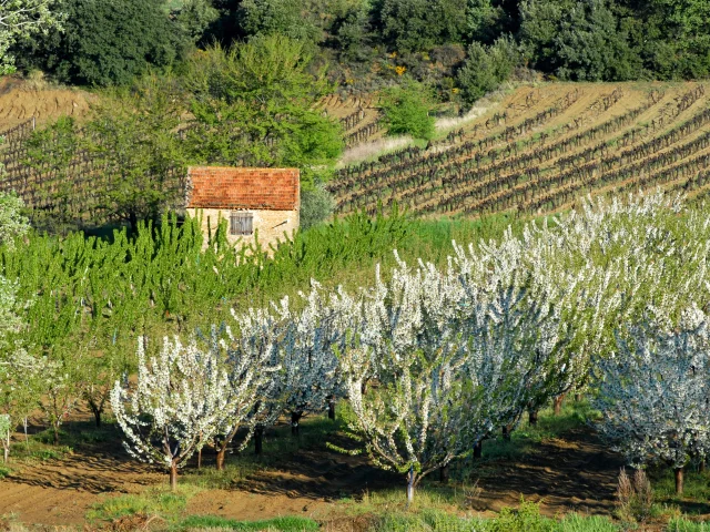 Cabanon Et Fruitiers@philippeabel