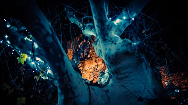 Noël en Vaison Ventoux Provence - Buisson